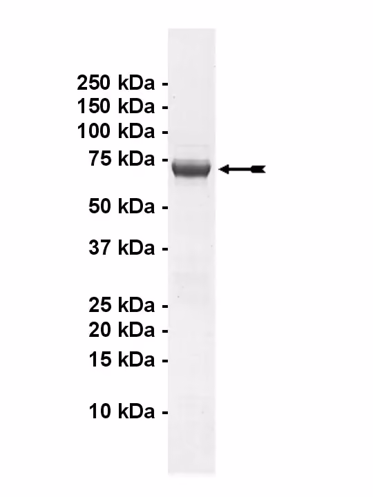 LTK, active Human Recombinant Kinase Protein