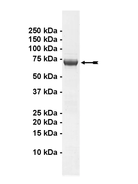 LTK, active Human Recombinant Kinase Protein