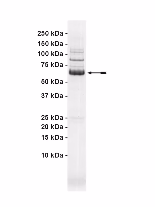 HPK1, active Human Recombinant Kinase Protein