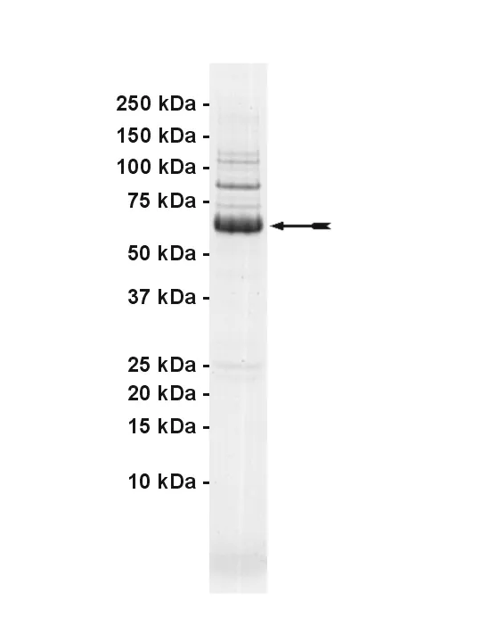 HPK1, active Human Recombinant Kinase Protein