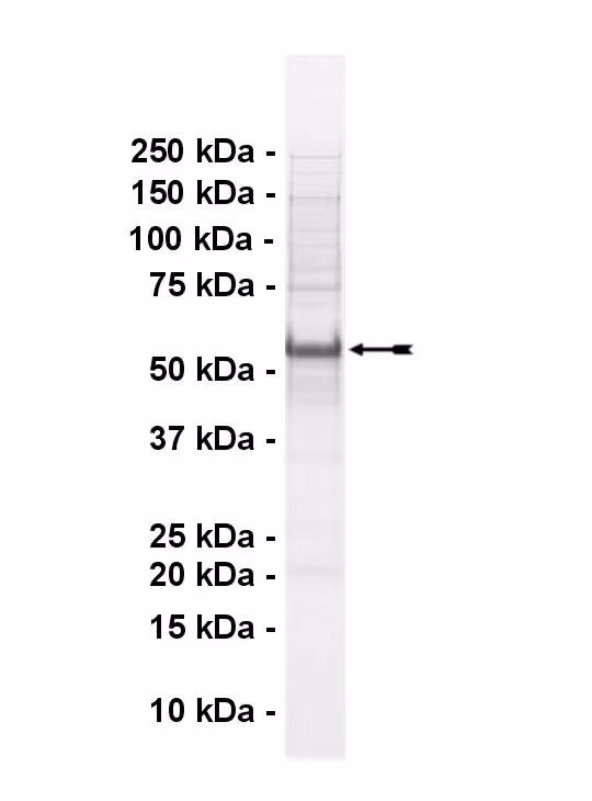 DDR1, active Human Recombinant Kinase Protein