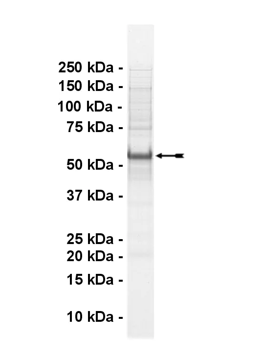 DDR1, active Human Recombinant Kinase Protein