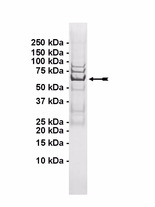 A-Raf, active Human Recombinant Kinase Protein