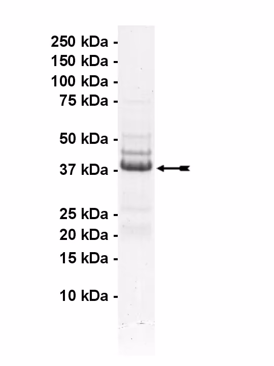 ULK1, active Human Recombinant Kinase Protein