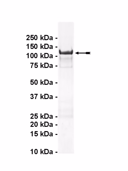 DYRK1A, active Human Recombinant Kinase Protein
