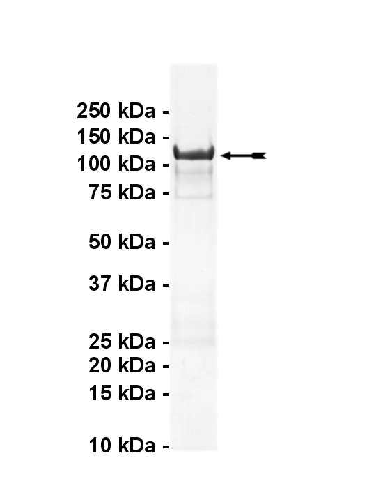 DYRK1A, active Human Recombinant Kinase Protein