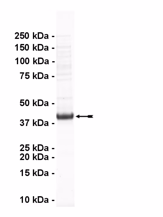 NEK9, active Human Recombinant Kinase Protein