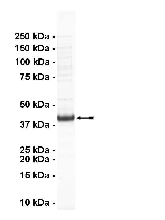 NEK9, active Human Recombinant Kinase Protein