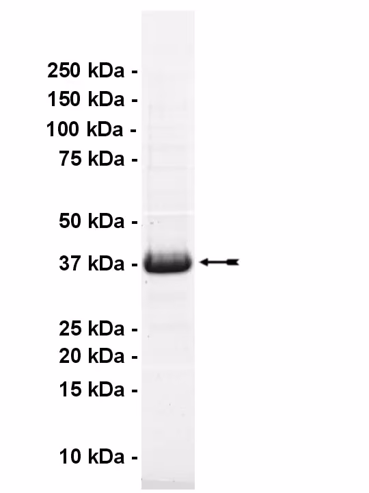 MST4, active Human Recombinant Kinase Protein