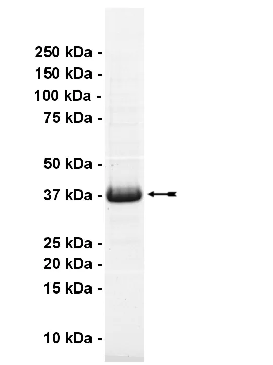 MST4, active Human Recombinant Kinase Protein