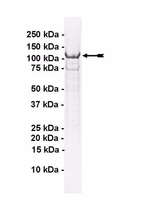 IKKε, active Human Recombinant Kinase Protein
