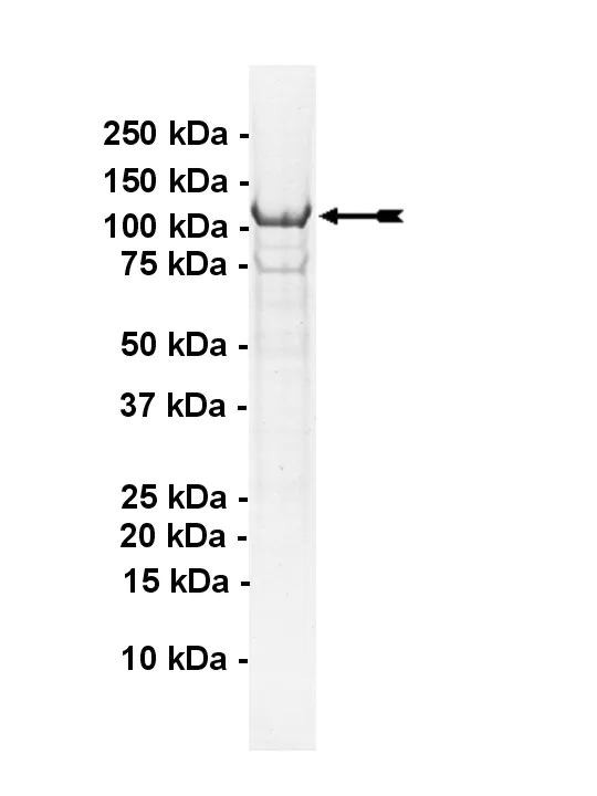 IKKε, active Human Recombinant Kinase Protein