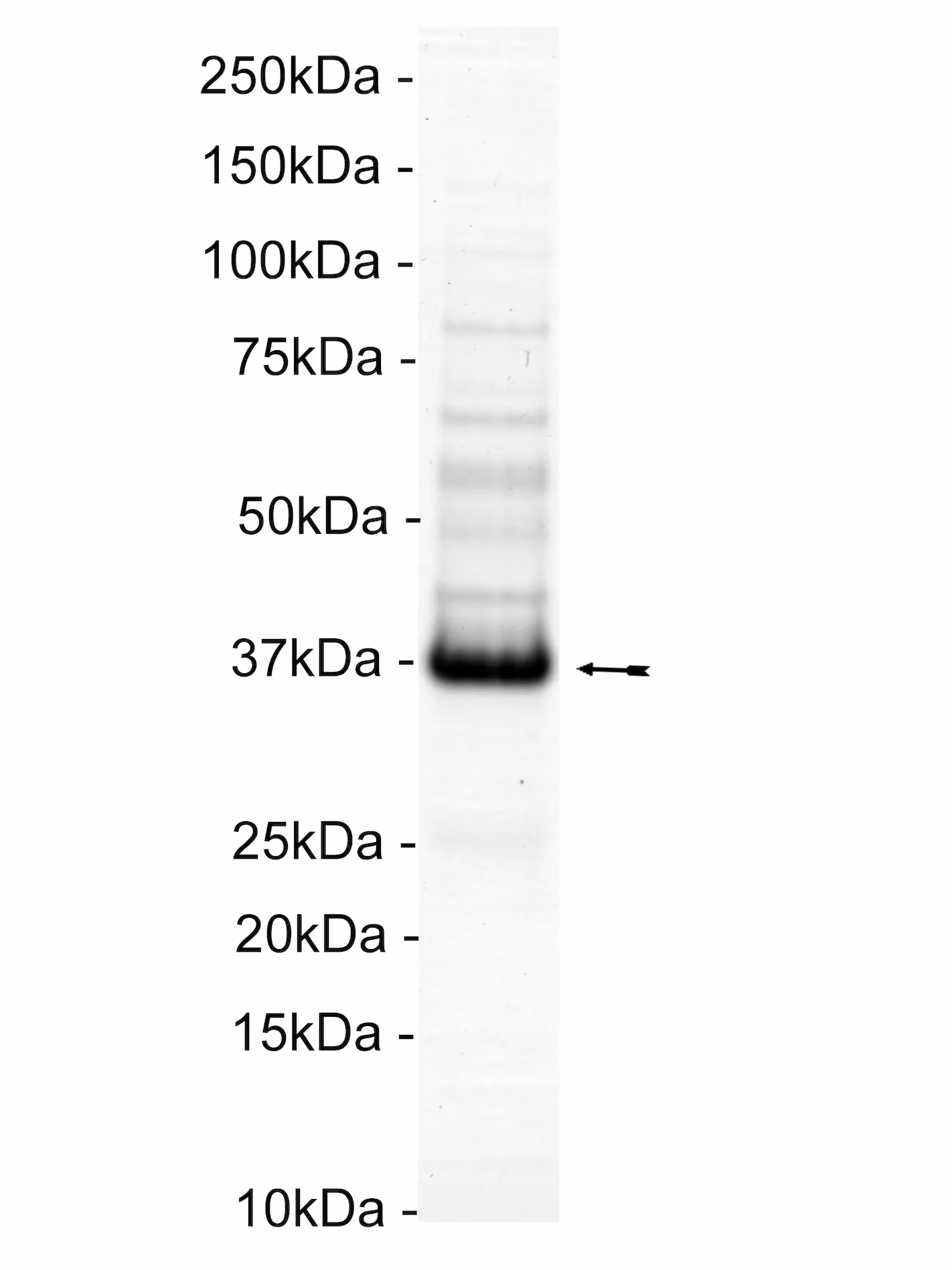 TYK2, active Human Recombinant Kinase Protein