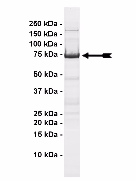 Wee1, active Human Recombinant Kinase Protein
