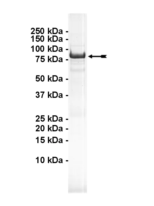 ChaK1, active Human Recombinant Kinase Protein