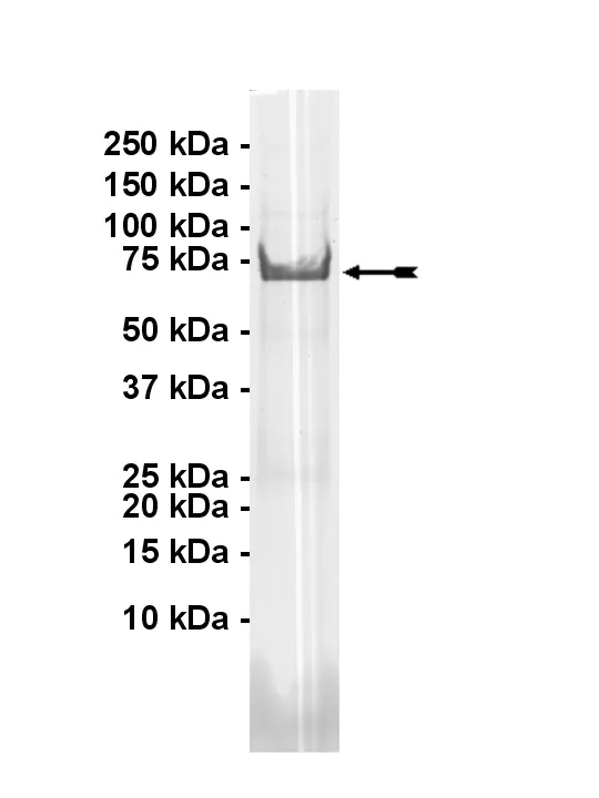 NIM1, active Human Recombinant Kinase Protein