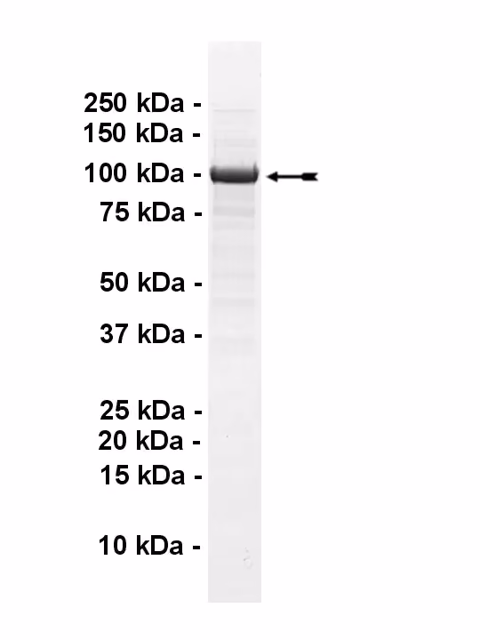 PIK3C3, active Human Recombinant Kinase Protein