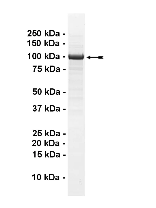 PIK3C3, active Human Recombinant Kinase Protein