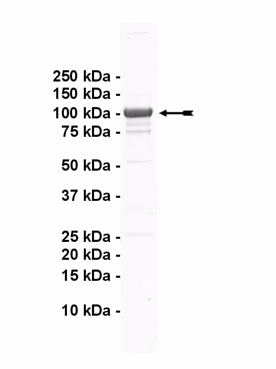 DYRK1B, active Human Recombinant Kinase Protein