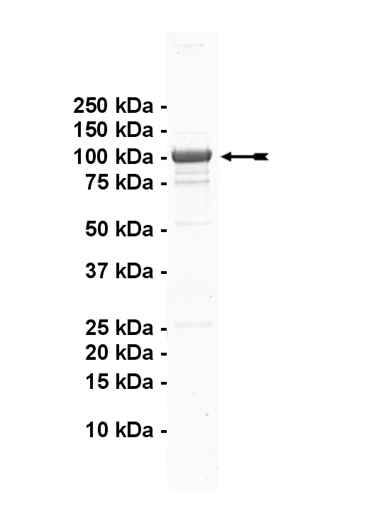 DYRK1B, active Human Recombinant Kinase Protein