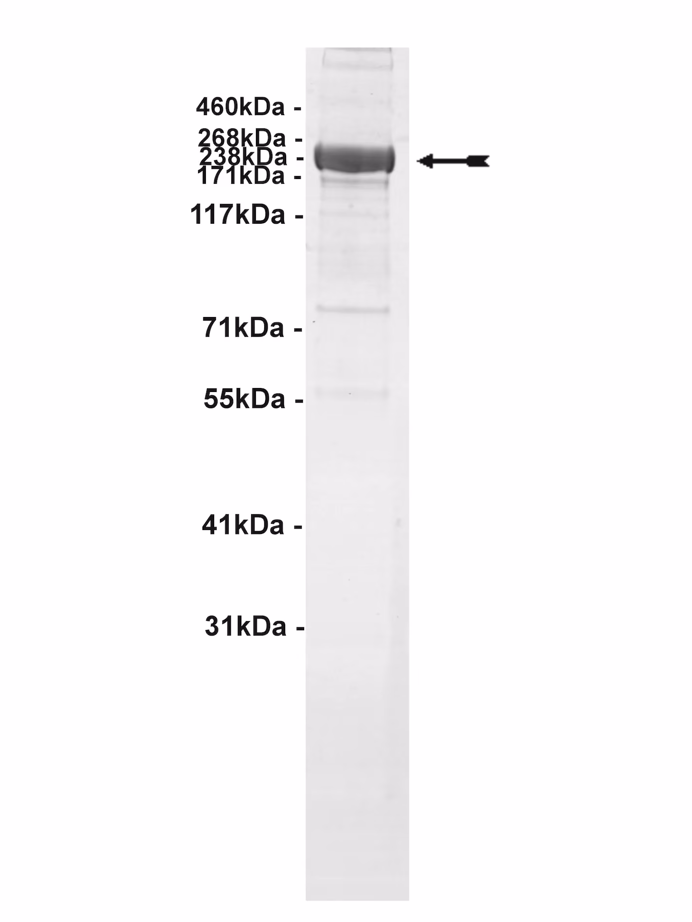 GCN2, active Human Recombinant Kinase Protein