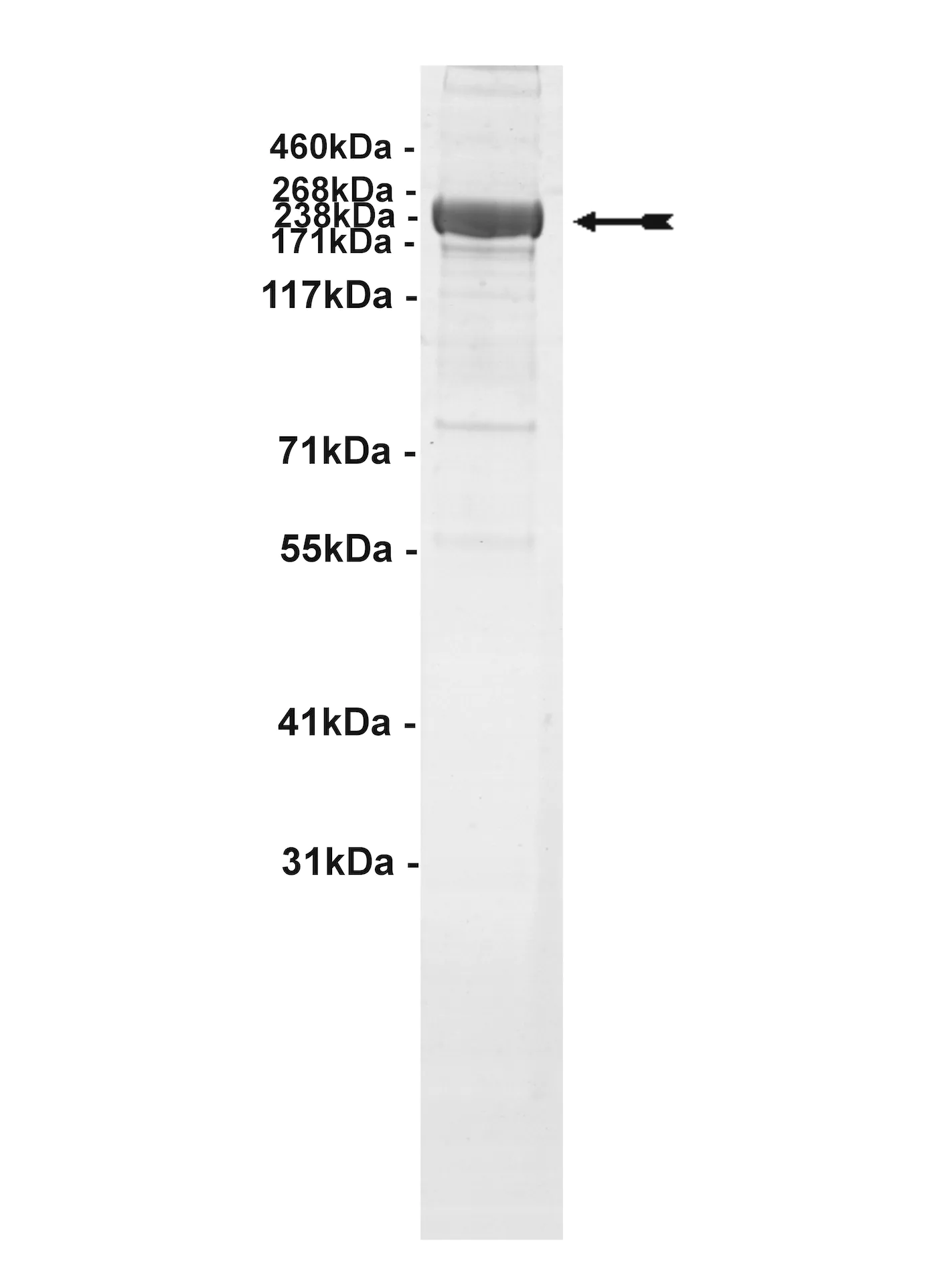GCN2, active Human Recombinant Kinase Protein