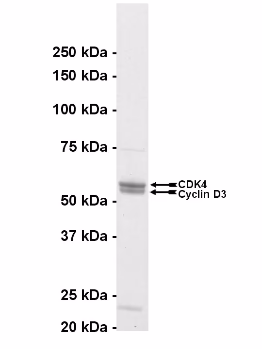 CDK4/cyclin D3, active Human Recombinant Kinase Protein
