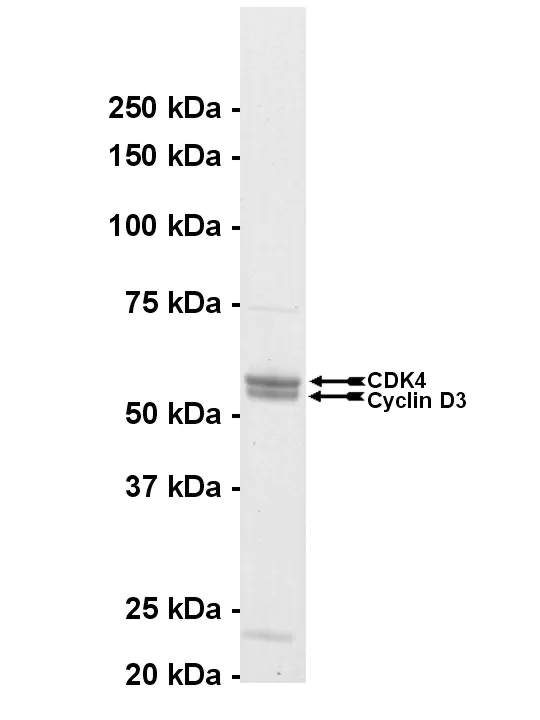 CDK4/cyclin D3, active Human Recombinant Kinase Protein