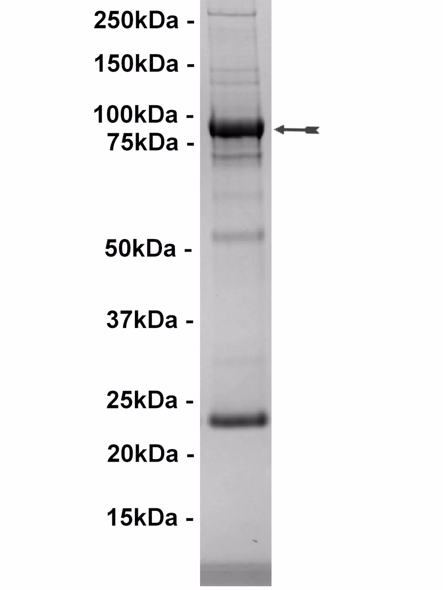 Flt1, active Human Recombinant Kinase Protein
