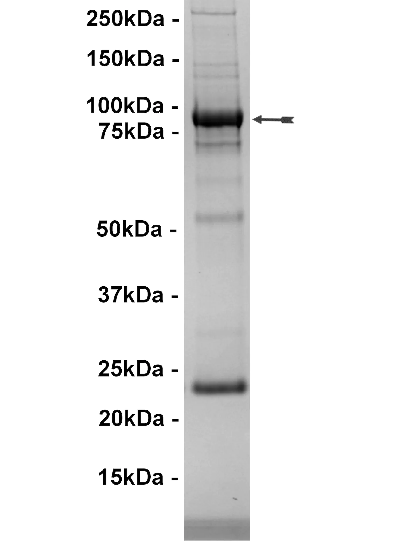 Flt1, active Human Recombinant Kinase Protein