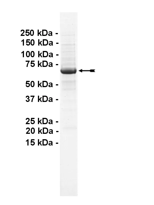 GRK1, active Human Recombinant Kinase Protein