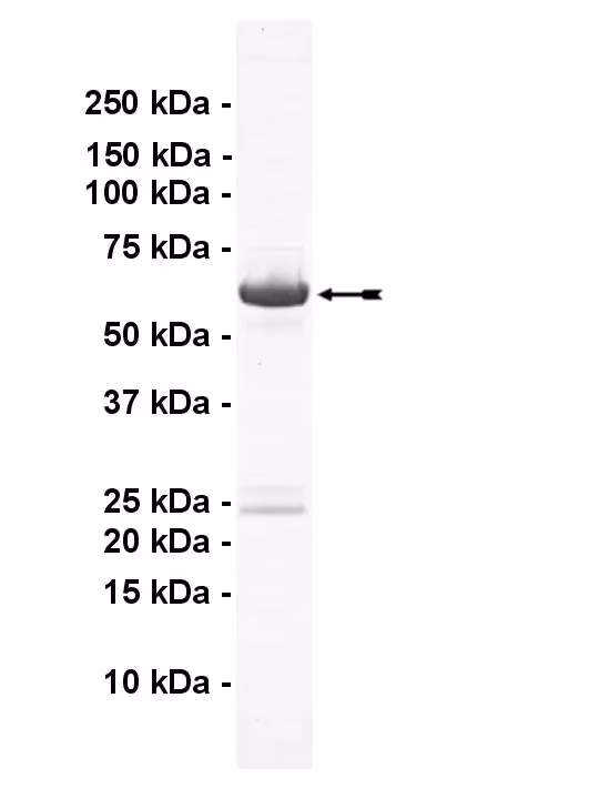 STK25, active Human Recombinant Kinase Protein