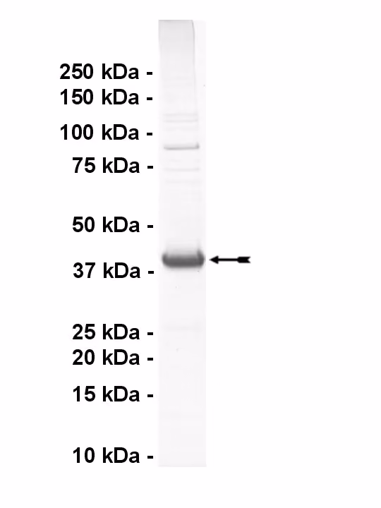 ALK2, active Human Recombinant Kinase Protein