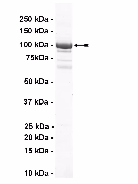 TLK1, active Human Recombinant Kinase Protein