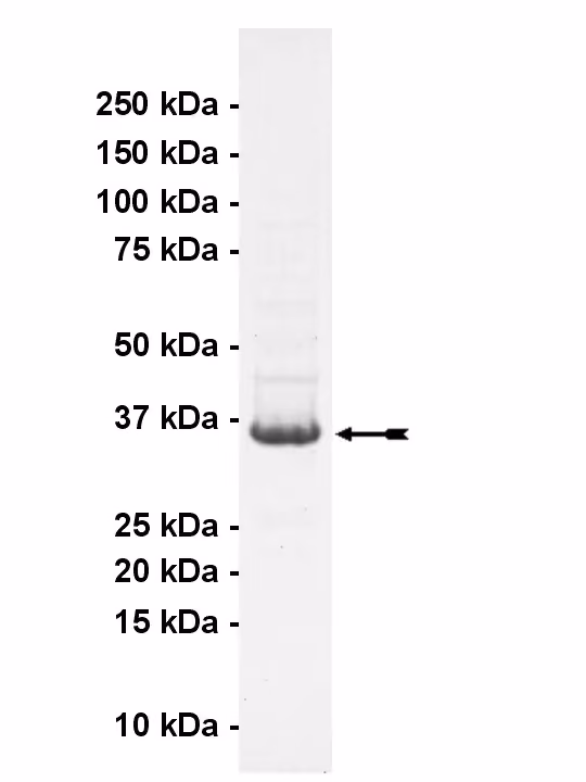 DCAMKL3, active Human Recombinant Kinase Protein