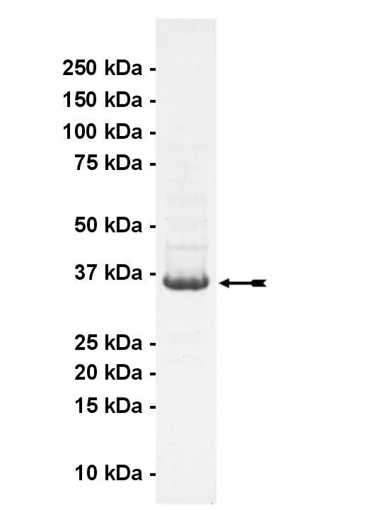 DCAMKL3, active Human Recombinant Kinase Protein
