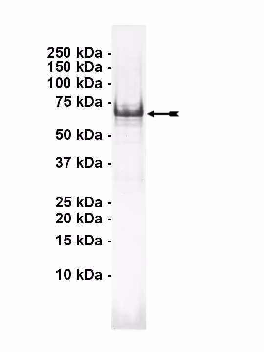 MOK, active Human Recombinant Kinase Protein