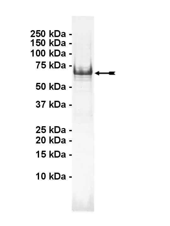 MOK, active Human Recombinant Kinase Protein