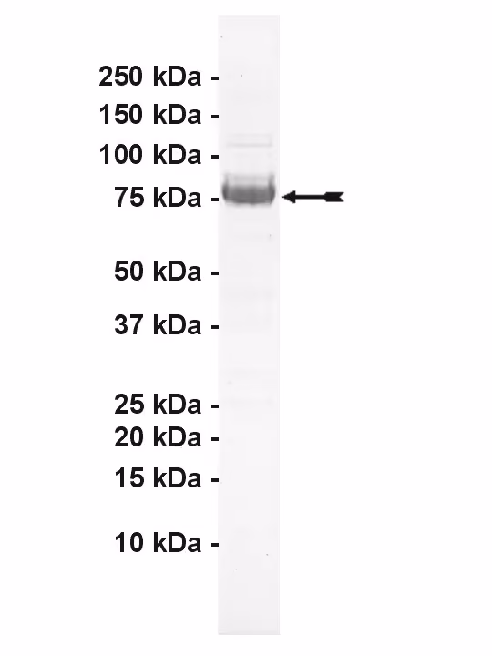 MEKK2, active Human Recombinant Kinase Protein