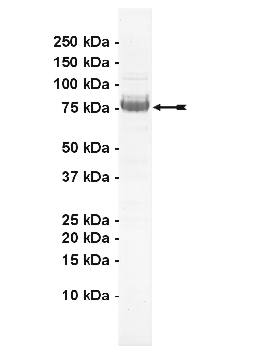 MEKK2, active Human Recombinant Kinase Protein