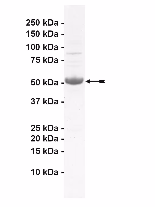 MLK2, active Human Recombinant Kinase Protein