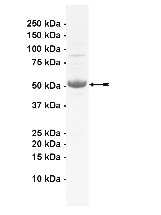 MLK2, active Human Recombinant Kinase Protein