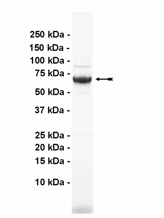 IRE1, active Human Recombinant Kinase Protein