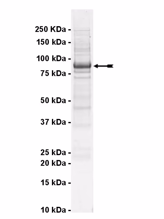DCAMKL1, active Human Recombinant Kinase Protein