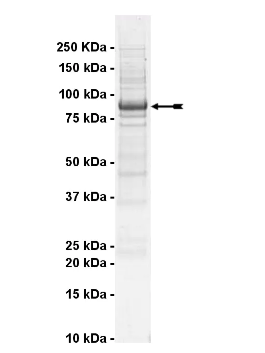 DCAMKL1, active Human Recombinant Kinase Protein