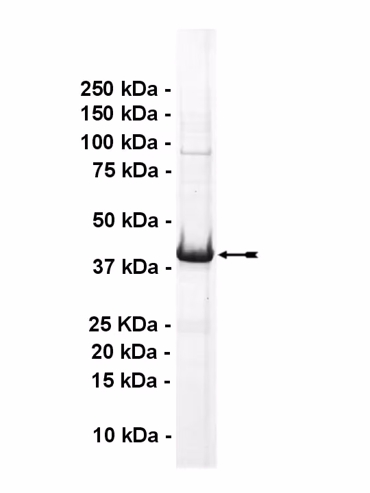 ALK6, active Human Recombinant Kinase Protein