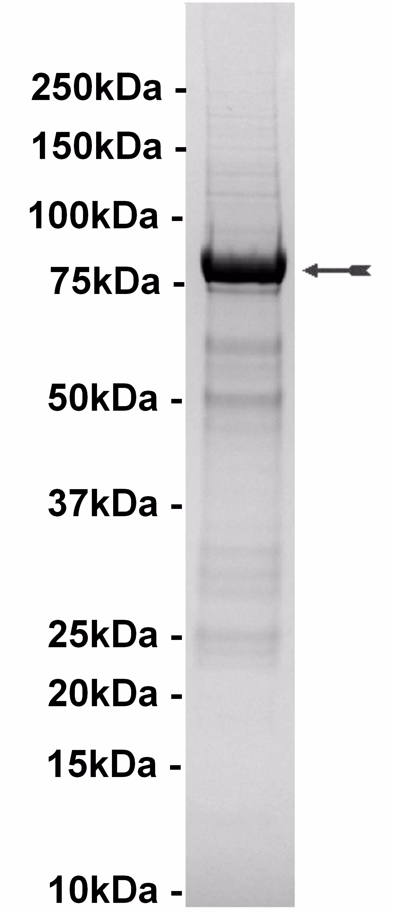 HRI, active Human Recombinant Kinase Protein