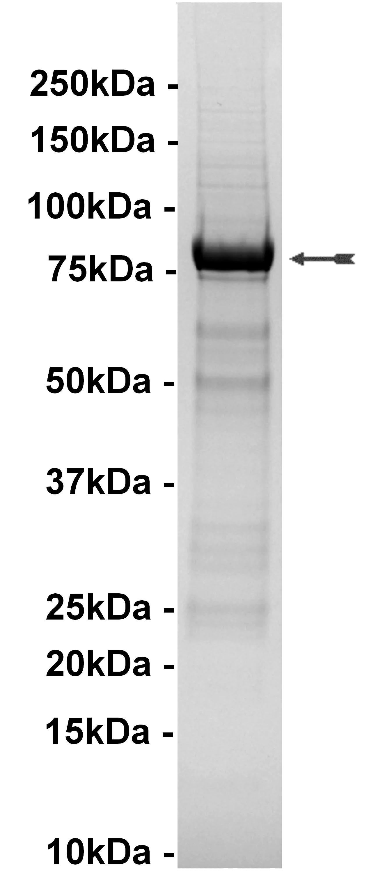 HRI, active Human Recombinant Kinase Protein