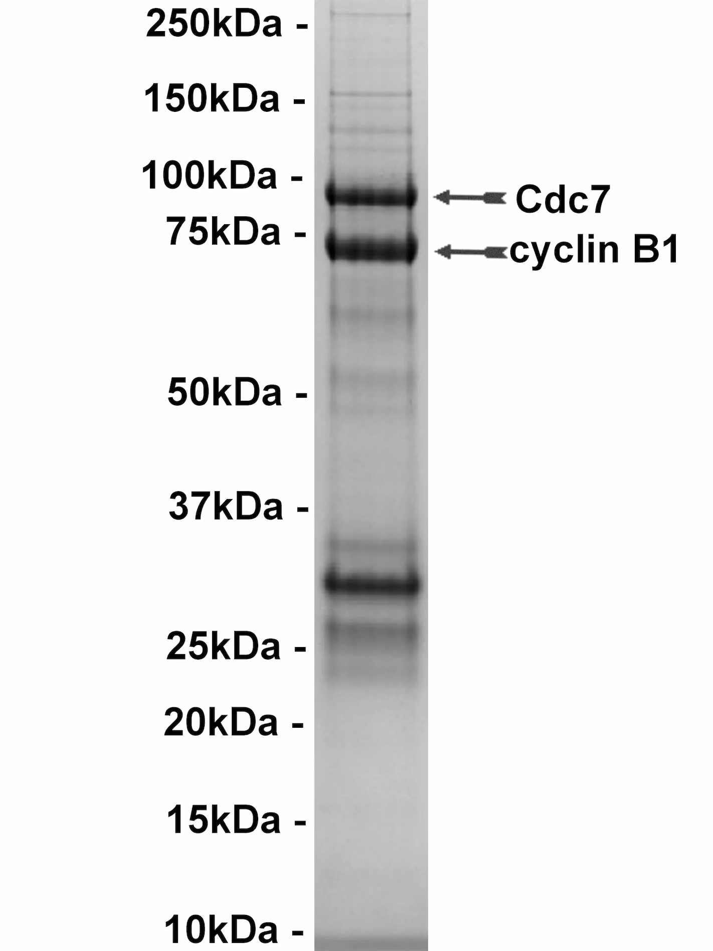Cdc7/cyclin B1, active Human Recombinant Kinase Protein