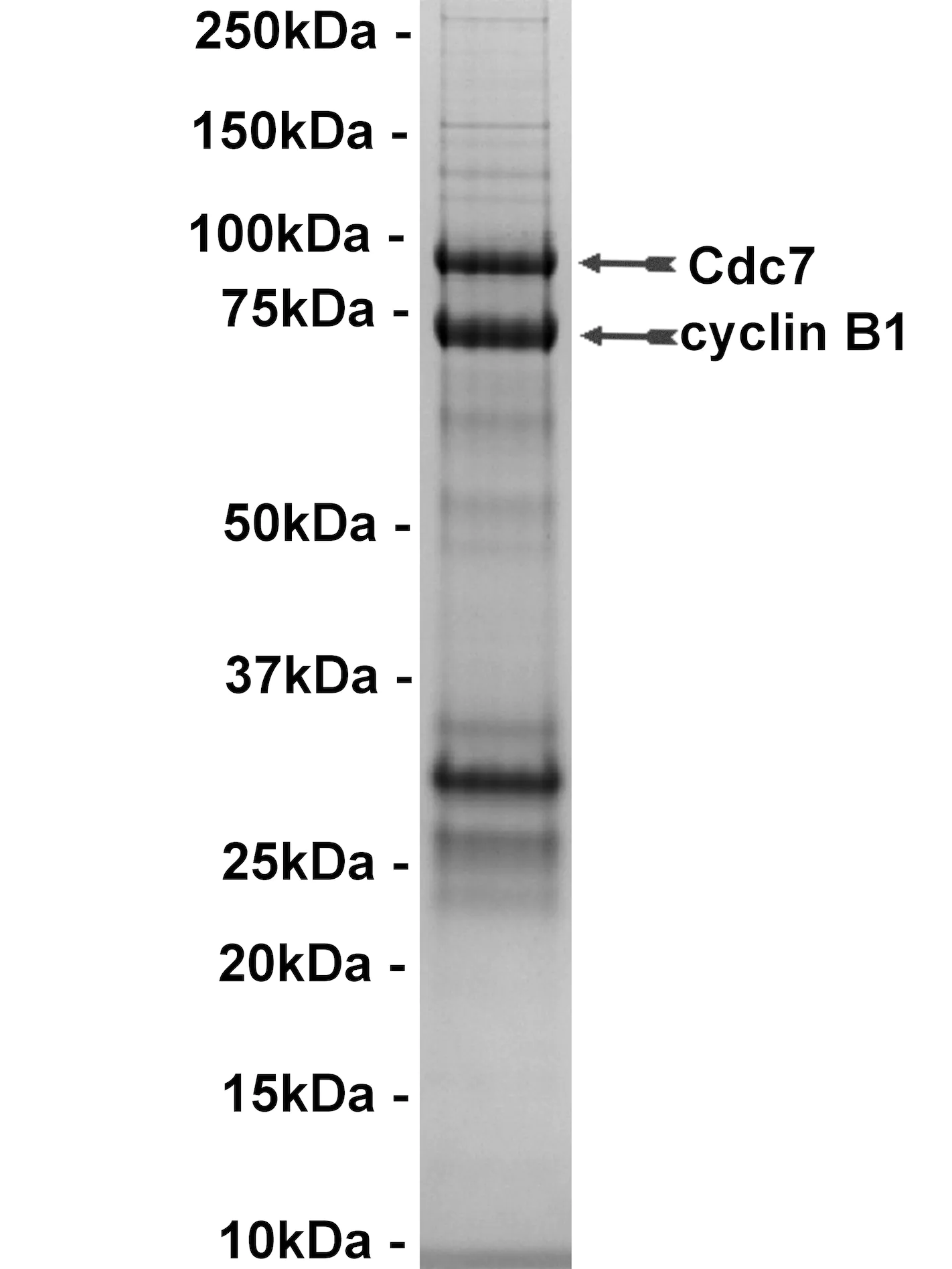 Cdc7/cyclin B1, active Human Recombinant Kinase Protein